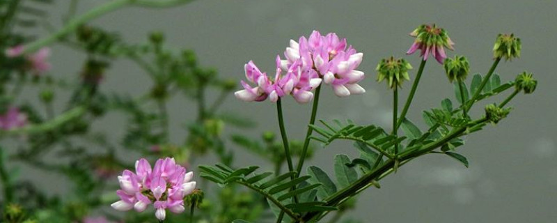 小冠花有毒吗（冠状病毒像皇冠还是花冠）