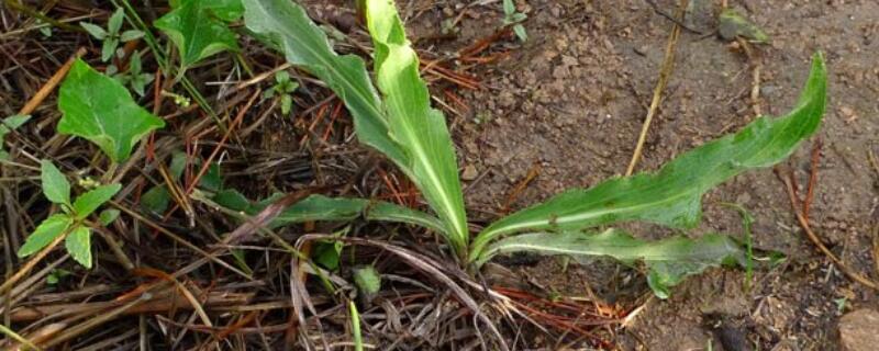 跟蒲公英很像的植物 跟蒲公英很像的植物叫什么