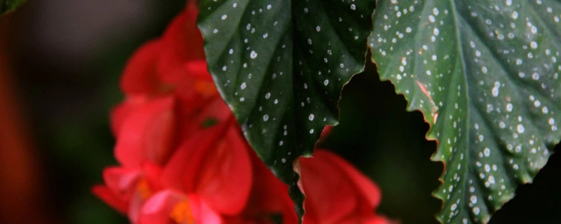 蟆叶秋海棠有毒吗（癞叶秋海棠的功效）