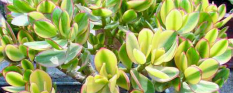 多肉三色花月锦怎么繁殖 多肉三色花月锦图片