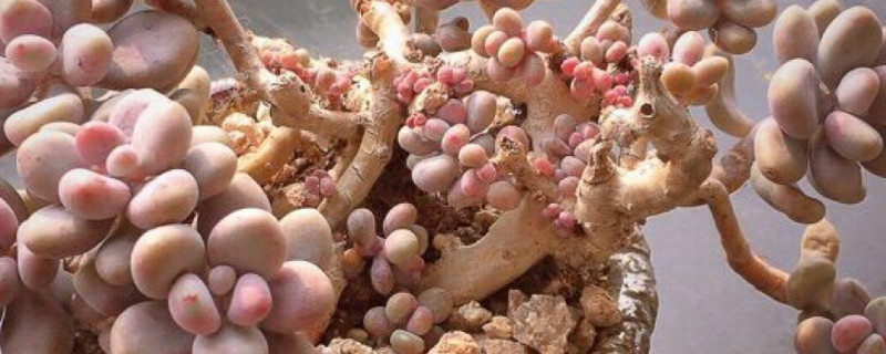 桃蛋叶子干瘪有皱发软 桃蛋叶子干瘪有皱发软掉叶子