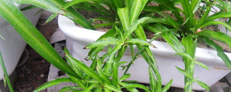 金边吊兰怎么修剪 金边吊兰怎么养才能更旺盛