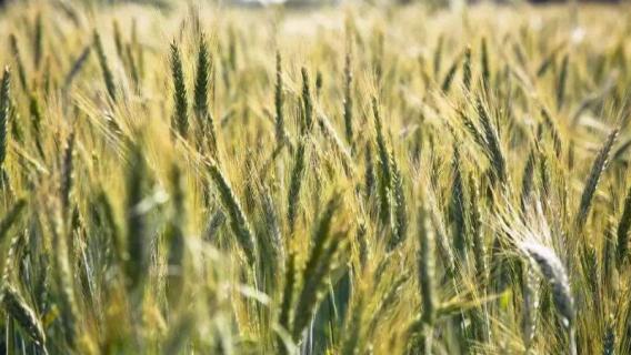 冬小麦和春小麦的区别