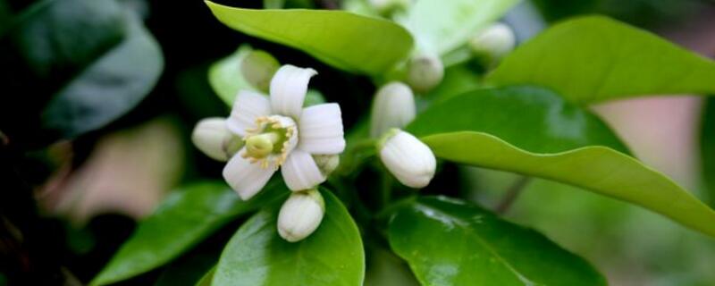 柚子开花时间（柚子开花时间比桔子慢吗）