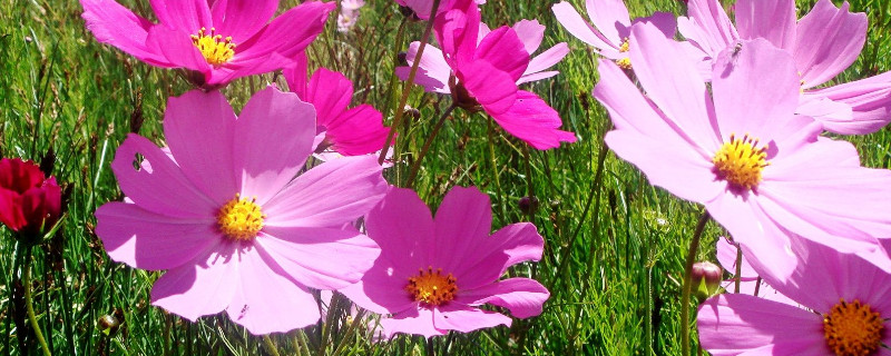 格桑花为什容易倒（格桑花发芽后老倒）