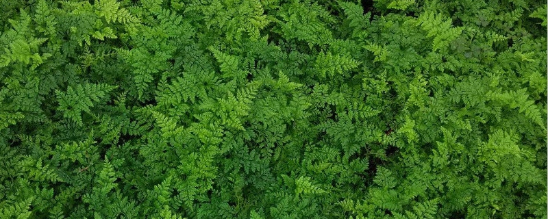 狼尾蕨如何爆盆（盆栽狼尾蕨怎么养）