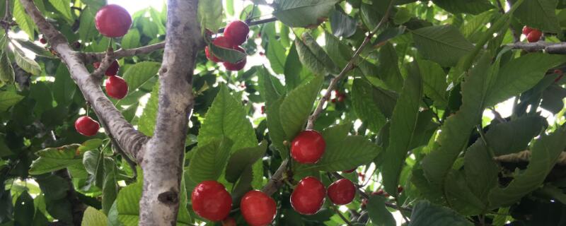 车厘子树真假鉴定（车厘子树真假鉴定方法）