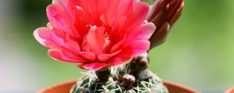 绯花玉仙人球怎么养护 绯花玉仙人球怎样养