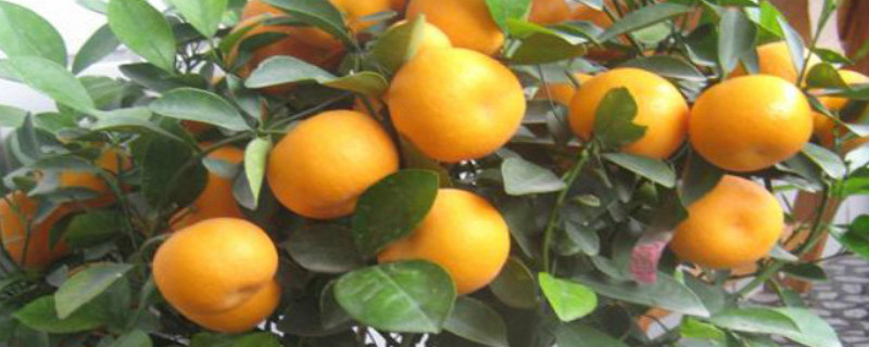 桔子树枯萎怎么办（桔子树枯了怎么办）
