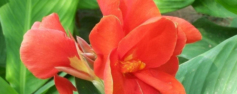 美人蕉盆栽怎么矮化（美人蕉盆栽怎么矮化了）