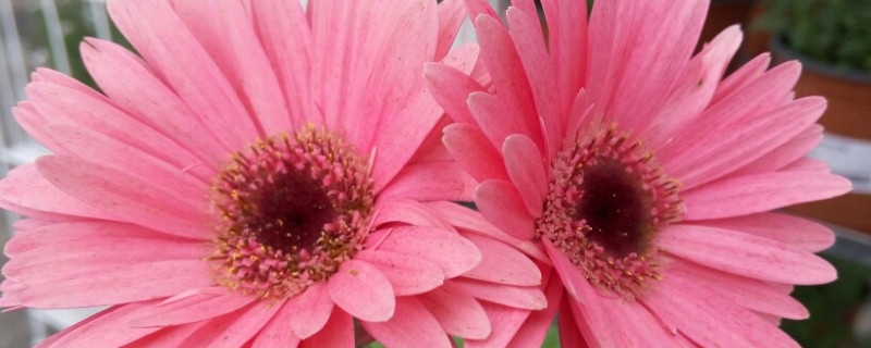 非洲菊开花后怎么修剪 非洲菊花后需要修剪吗