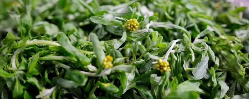做青团的草叫什么 苏州做青团的草叫什么