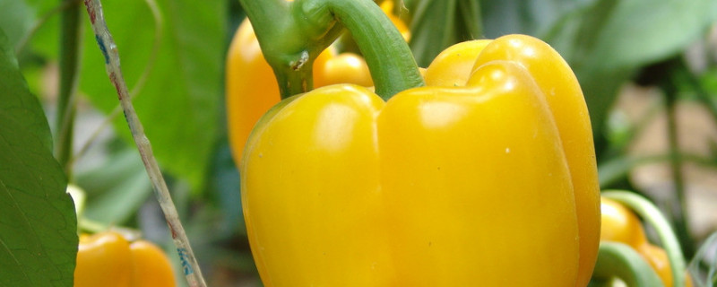 甜椒种子怎么催芽 甜椒种子催芽到什么样可以种到土里