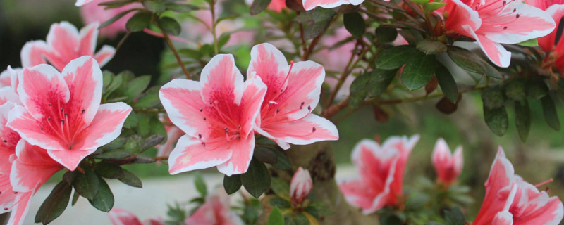 西洋鹃一年开几次花 西洋鹃花期