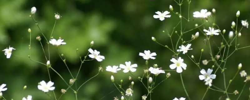 满天星种子怎么分辨 满天星种子的颜色