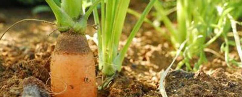 红萝卜盆栽的方法（红萝卜栽种方法）