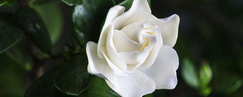 代表毕业的花（代表毕业的花朵）