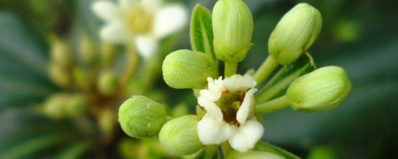 海桐催芽方法（海桐种子怎么处理才会出芽）