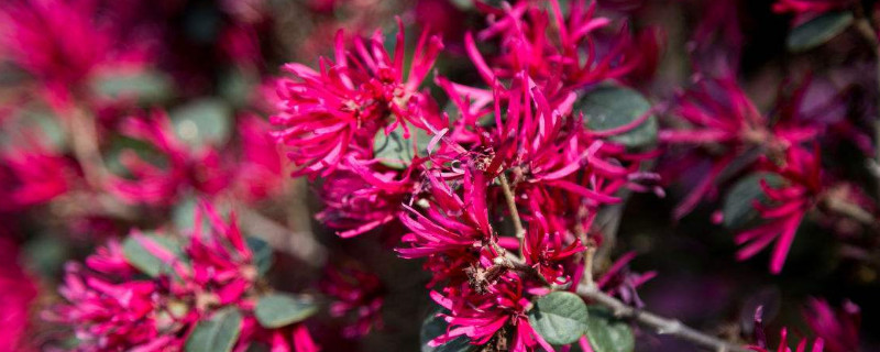 红花檵木的修剪方法 红花檵木修剪的注意事项