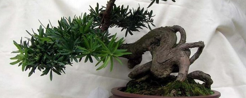 珍珠罗汉松怎么浇水（珍珠罗汉松怎么浇水最好）