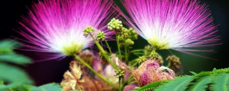 合欢花与朱樱花的区别（合欢花与朱缨花）