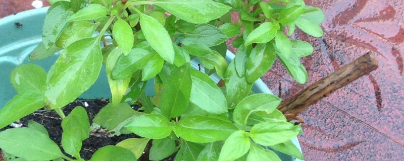 金不换是什么植物（潮汕金不换是什么植物）