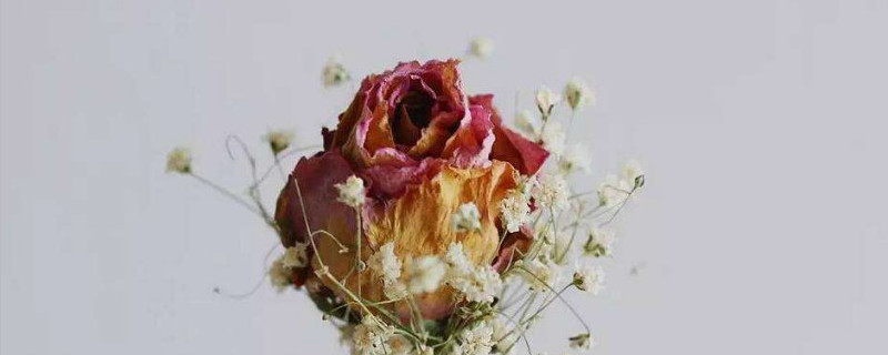 新鲜玫瑰花怎么风干(新鲜玫瑰花怎么风干成干花)