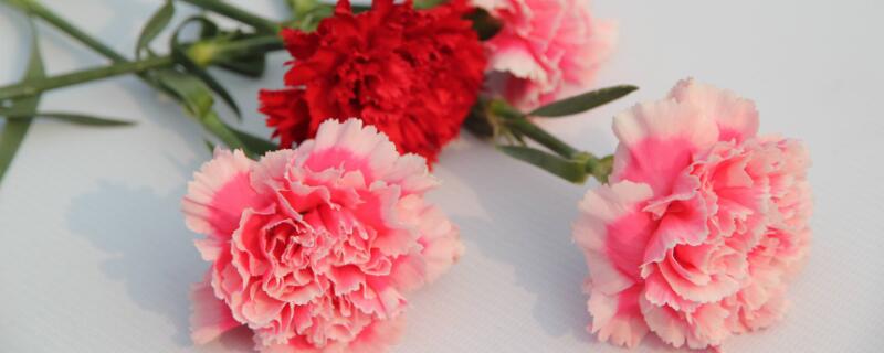 妈妈生日送什么鲜花 生日送什么鲜花好