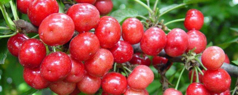 樱桃李和樱桃的区别（樱桃李和樱桃的区别图片）