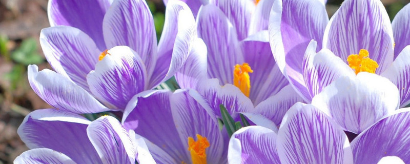 番红花耐寒吗（番红花耐寒吗北方能栽吗）