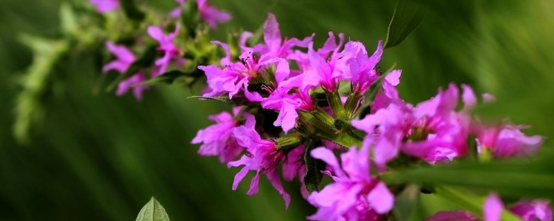 千屈菜种植方法 千屈菜的种植方法