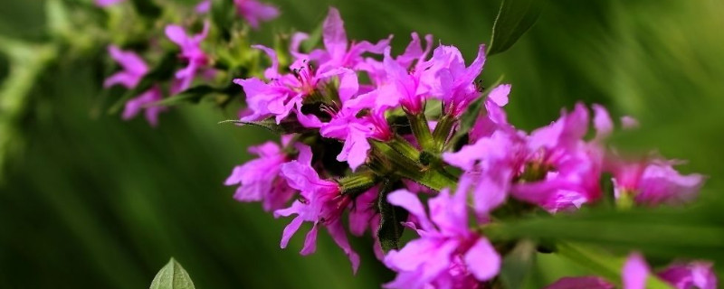 千屈菜怎么分株（千屈菜如何种植）