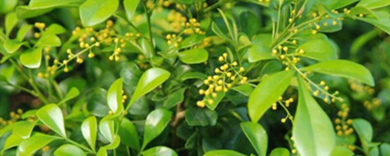 米兰换盆多久能晒太阳（米兰换盆后多久可以施肥）