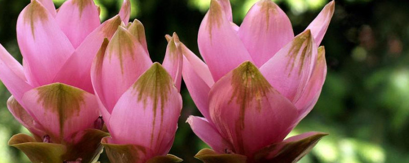 姜荷花烂根怎么办 姜荷花的根坏了怎么办