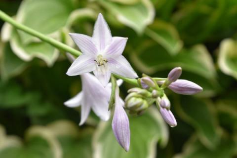 玉簪花果实的作用