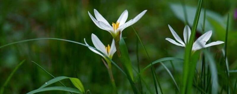 葱莲和韭莲的区别 葱莲和韭莲的区别在哪里