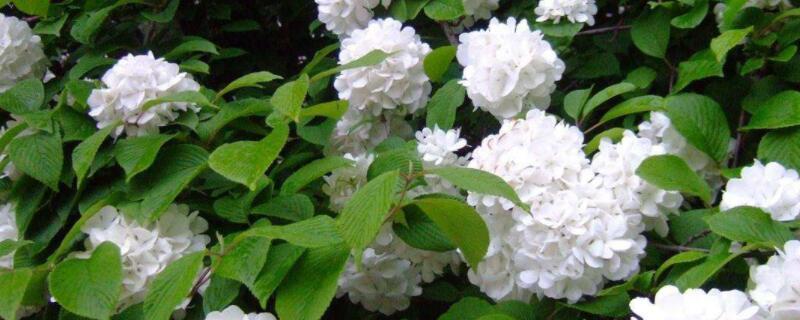 琼花和绣球花的区别（琼花和绣球花是一种花吗）