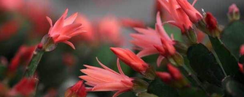 仙指兰的寓意是什么 仙指兰介绍