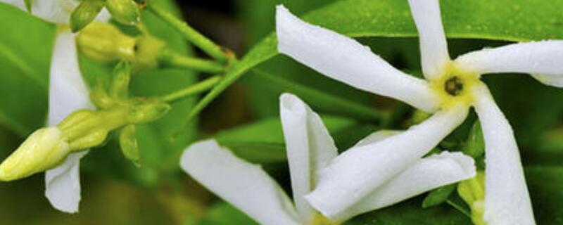 风车茉莉有毒吗（风车茉莉毒性有多强）