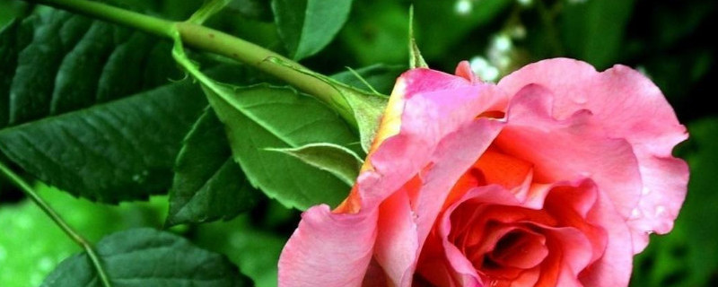 徒长枝能扦插吗（徒长枝能扦插吗图片）