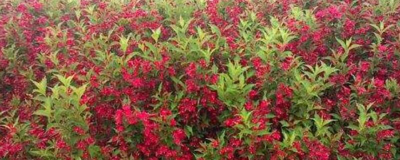 五彩锦带树耐寒吗（五彩锦带树耐寒吗多少度）