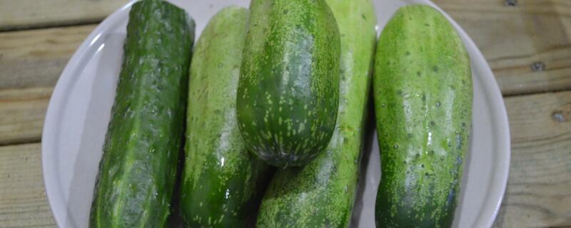 6月份适合种什么蔬菜 6月份适合种什么蔬菜苗