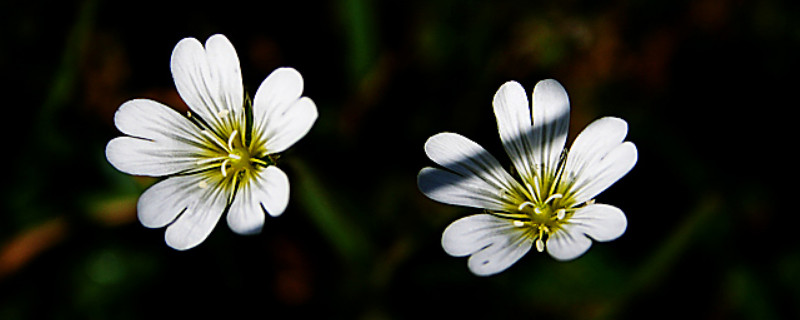 卷耳是什么植物（卷耳是什么植物图片）