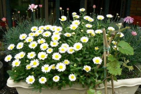 白晶菊是多年生吗