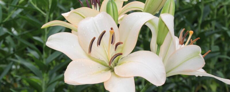 送女人百合花什么意思 百合花不能乱送