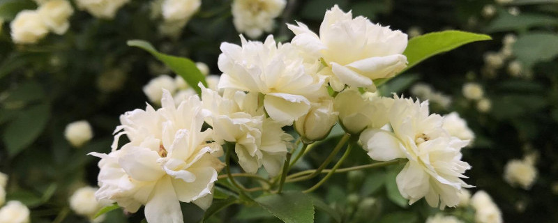 木香花怎么牵引 木香花牵引造型