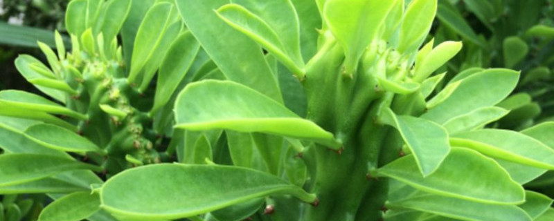 麒麟掌怎么修剪 麒麟掌怎么修剪好长得好看