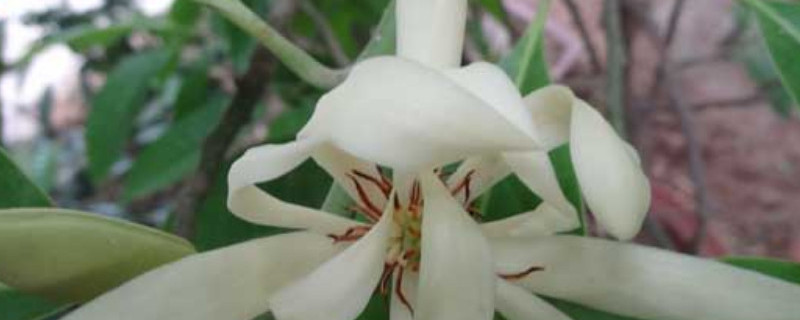 白兰花叶子边缘焦黑 白兰花叶子边缘焦黑发枯卷起