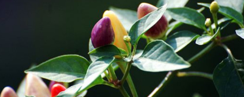 五彩甜椒怎么催芽 五彩甜椒催芽方法