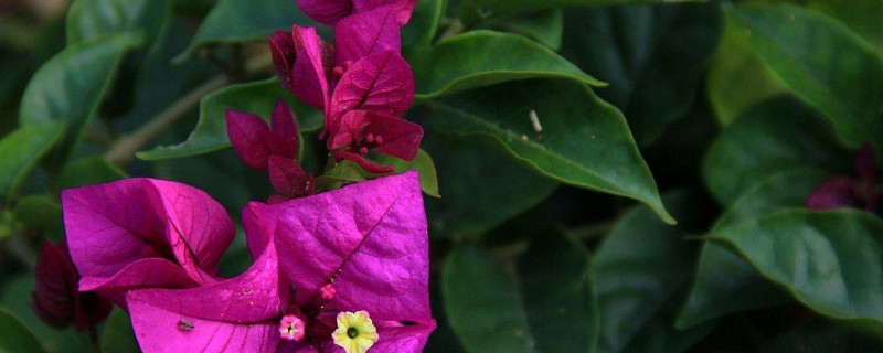 三角梅炭疽病症状（三角梅碳疽病怎样防治）